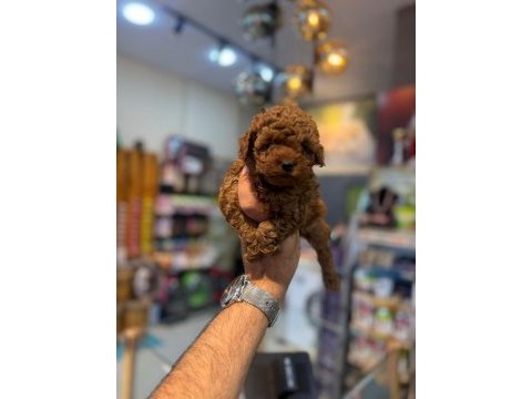Toy poodle minikler