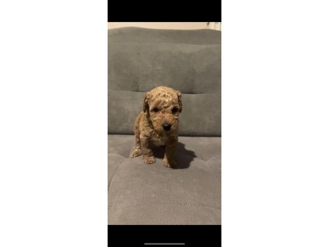 A kalite toy poodle