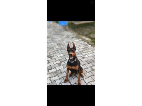 2 yaşında dişi ve erkek doberman