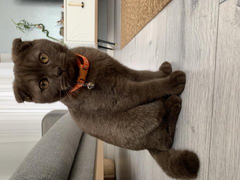 24 kasım doğumlu scottish fold