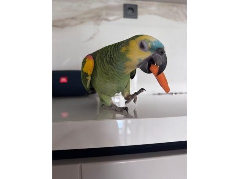 Ful evcil amazon papaganı