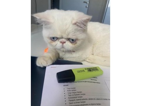 Ücretsiz 1 yaşında exotic shorthair