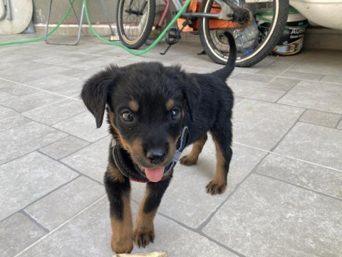 Yavru erkek rottweiler