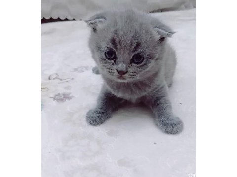 Scottish fold yavru sahiplendirme