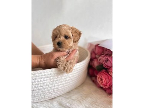 Maltipoo bebeklerimiz kore kan