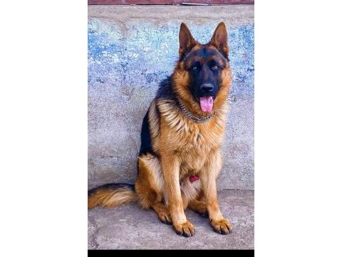 Safkan erkek alman çoban köpeği