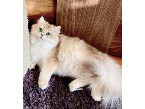 Şecereli british longhair blue golden yetişkin dişi