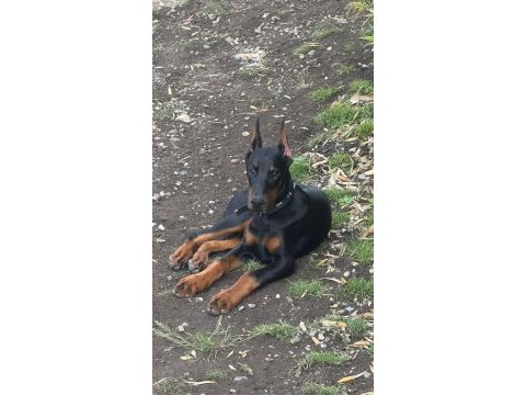 Aşılı ve estetikli yavru heykel doberman köpekler