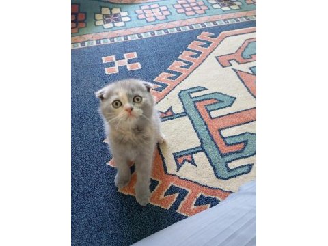 Scottish fold kedisi