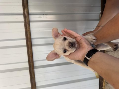 Lilac platinium krem renk dişi french bulldog