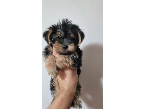Tea cup yorkshire terrier
