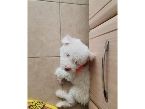 Sahibinden maltese terrier 3 aylık