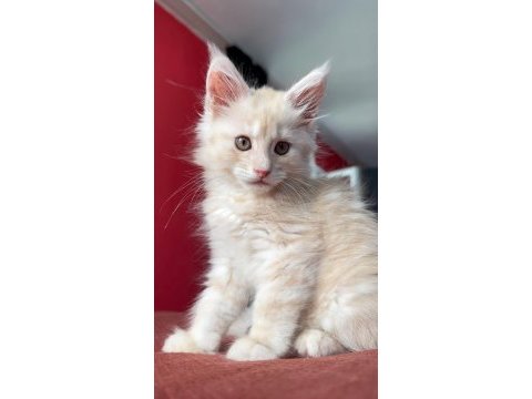 Dişi maine coon yavrusu