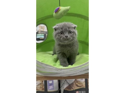 Scottish fold dişi yavrumuz
