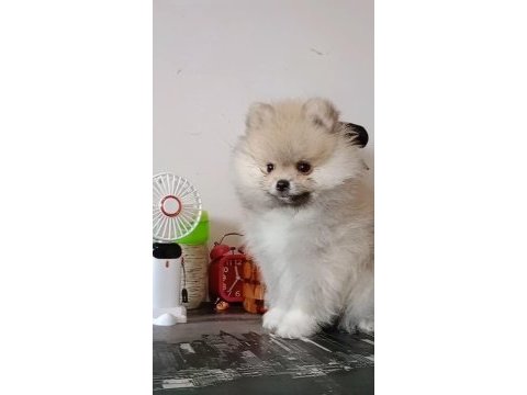Pomeranian baby face