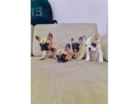 French bulldog yavruları
