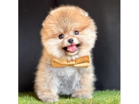 Safkan pomeranian boo bebekler