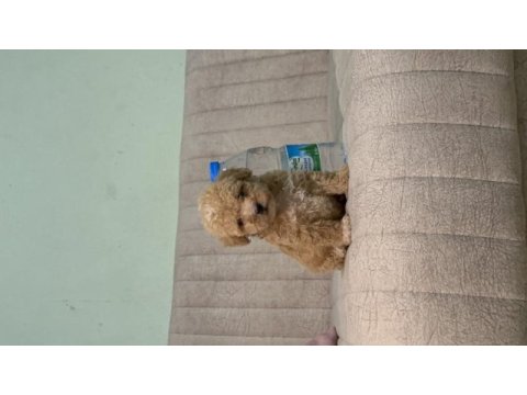 Orjinal boy teacup maltese bebekler