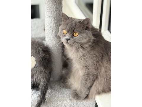 Ücretsiz british longhair kedisi