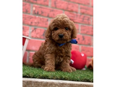Sevimli toy poodle yavrularımız
