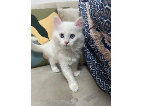 Van kedisi yavruları