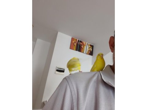 Ele alışkın sevmeye veya üretime uygun genç kuşlarım