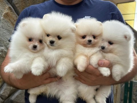 Minik köpeğimiz sizi bekliyor