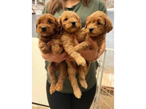 Maltipoo bebek köpekler
