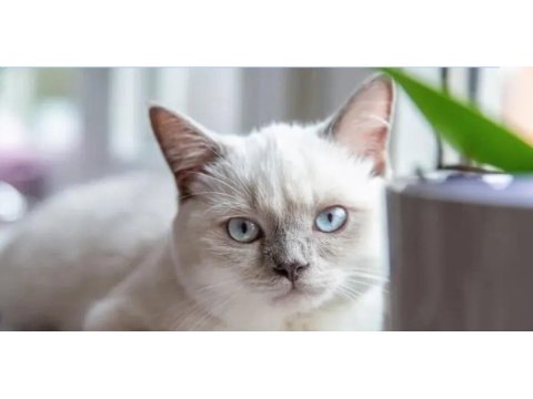 3 aylık british shorthair blue point yavru
