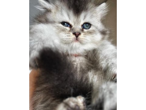 Scottish fold blue tabby longhair yavrularımız