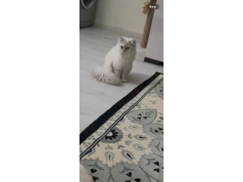 Blue point scottish fold yavrularımız