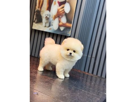 Show kalite pomeranian boo yavru köpekler