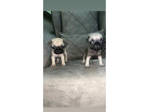 Pug köpeği
