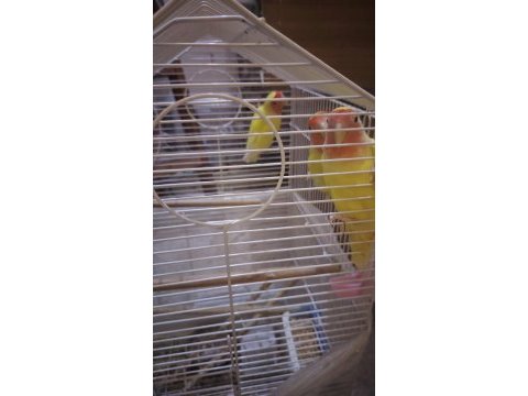 Sevda papağanı 6 aylık