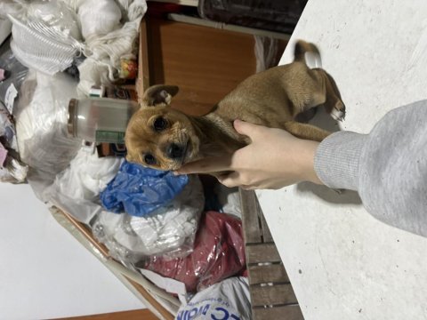 Minyatür pinscher şivava acil yuva aranıyor