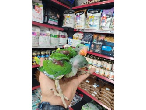 El besleme alexander bebekler