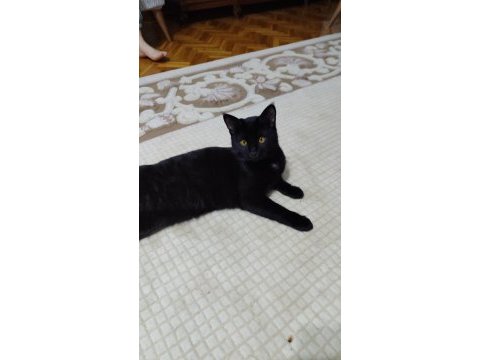Çocuğumun alerjisinden dolayı sahiplendiriyorum