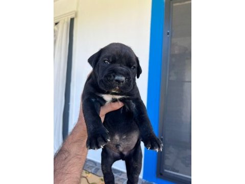 Özel renklere sahip cane corso yavrular