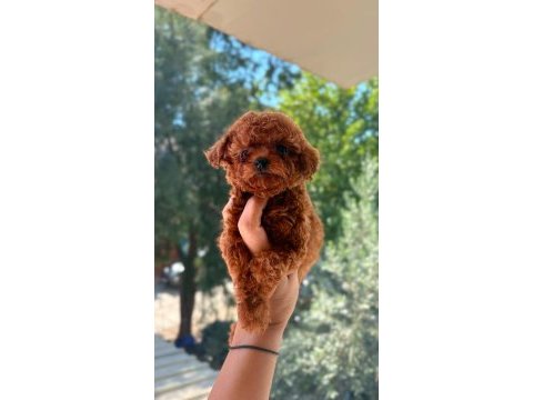 Kore tea cup poodle yavrular