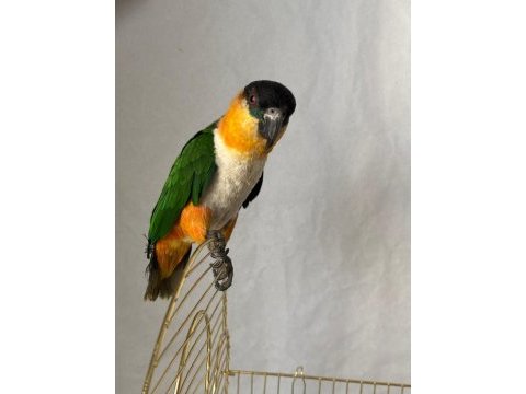 Caique papağanı (siyah başlı caique)