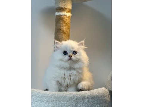 Üst kalite son erkek british longhair yavrum