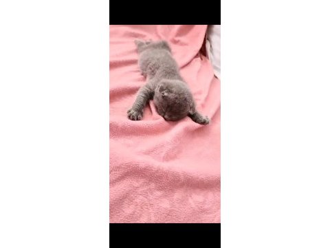 Safkan scottish fold bebeklerimiz