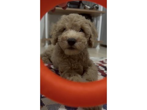 Tekirdağ poodle yavrularımız yuvalarını arıyor