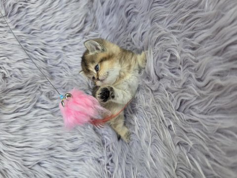 Ayı surat prenses kedim yeni ailesini arıyor