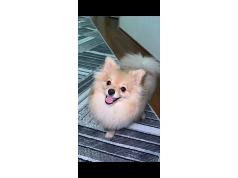 Pomeranian boo 7 aylık dişi