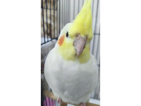 3 aylık sultan papağanı sağlıklı lutino tür