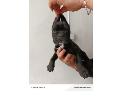 Cane corso yavrularımız ömür boyu ırk garantilidir