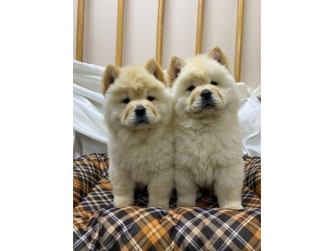 K9 avrupa çiftliğinden chow chow yavruları