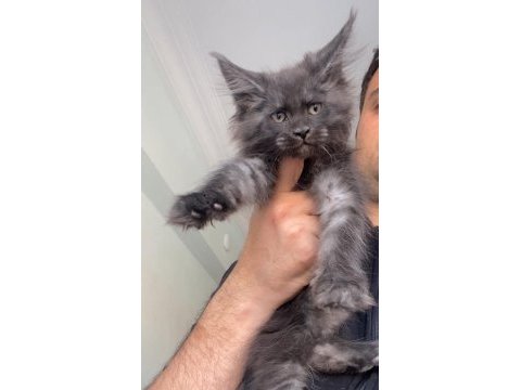 Dev dişi black smoke xxl avrupa kan hattı maine coon