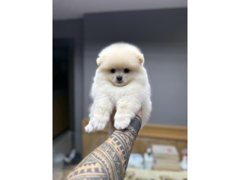 Tedy bear pomeranian pupy